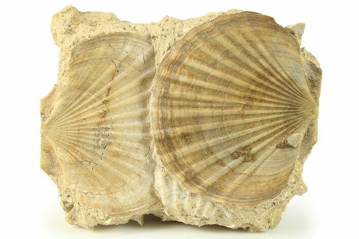 Two Fossil Pecten (Scallops) - Gironde, France #280556